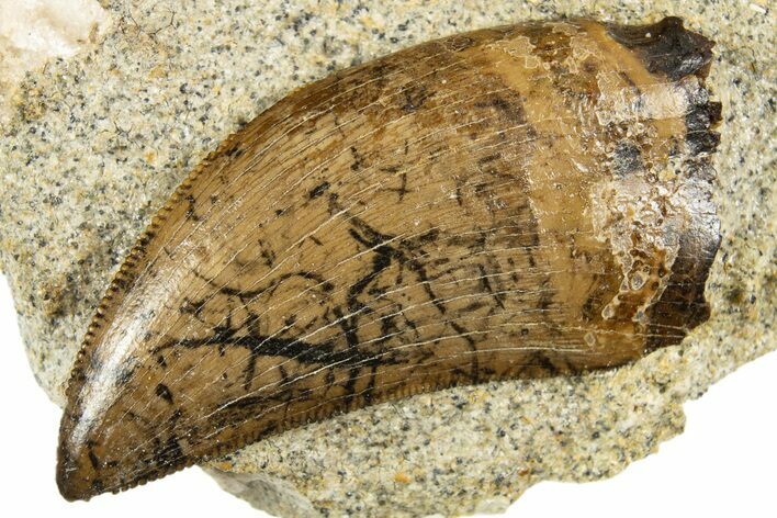 Serrated Tyrannosaur Tooth in Situ - Judith River Formation #313328